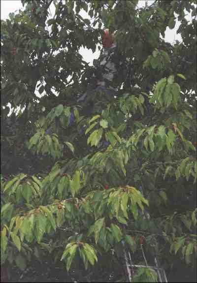 traditional cherry picking